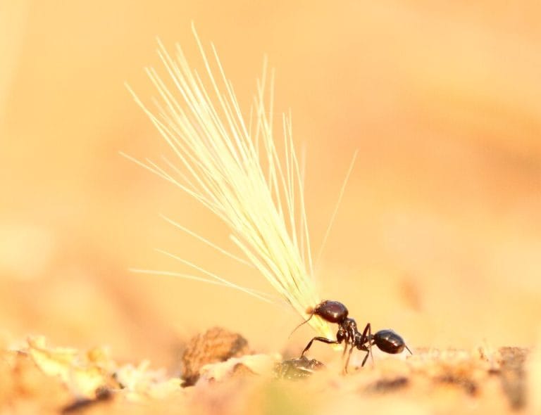 Macro d'une fourmi granivore en train de se nourrir
