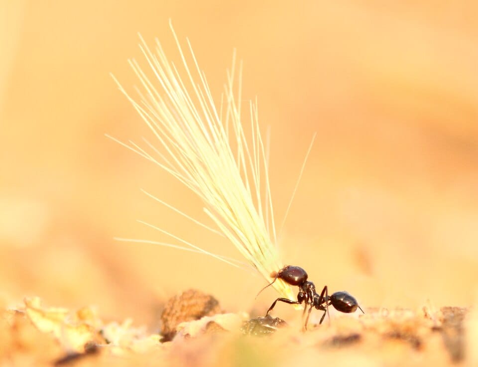 Macro d'une fourmi granivore en train de se nourrir